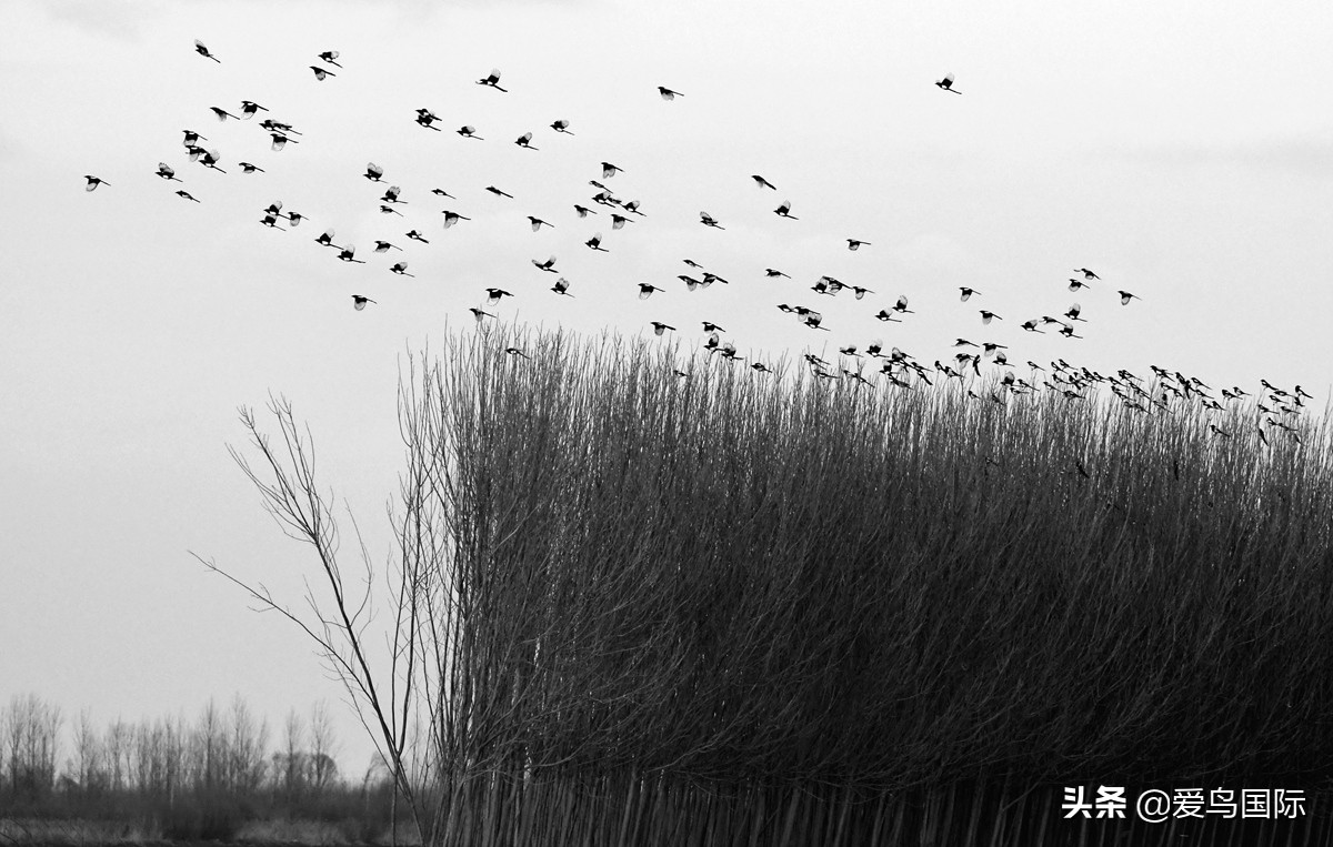 2020观鸟大年,观鸟大年完整版