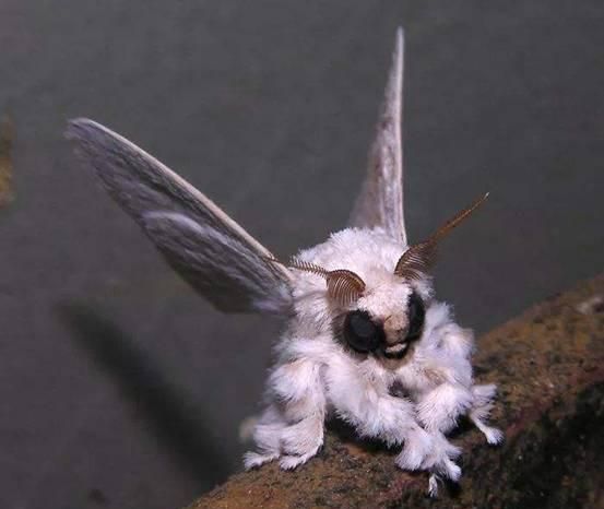 为什么蛾子看着这么恶心,常见的扑棱蛾子