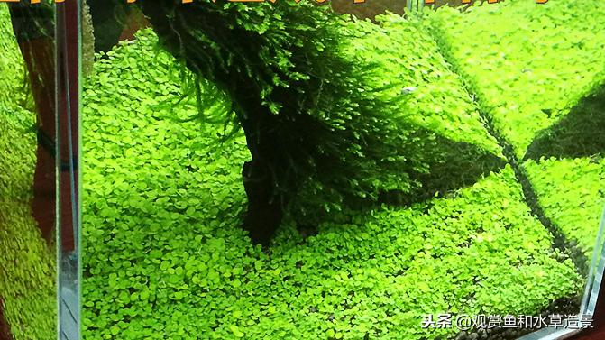 新手入坑草缸要小心，水草种子千万不要买