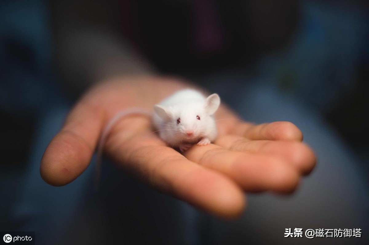 为什么老鼠就那么令人讨厌,盘点那些被人类逼疯的老鼠