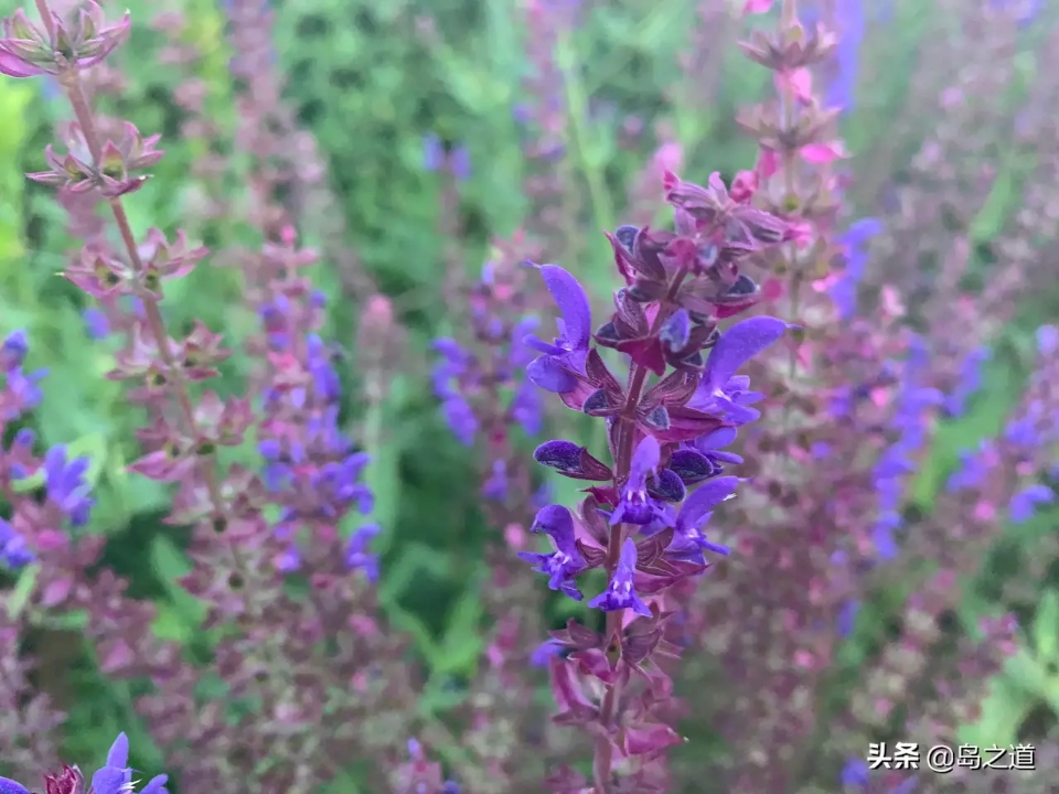 含12生肖的植物名,用十二生肖组成的植物名