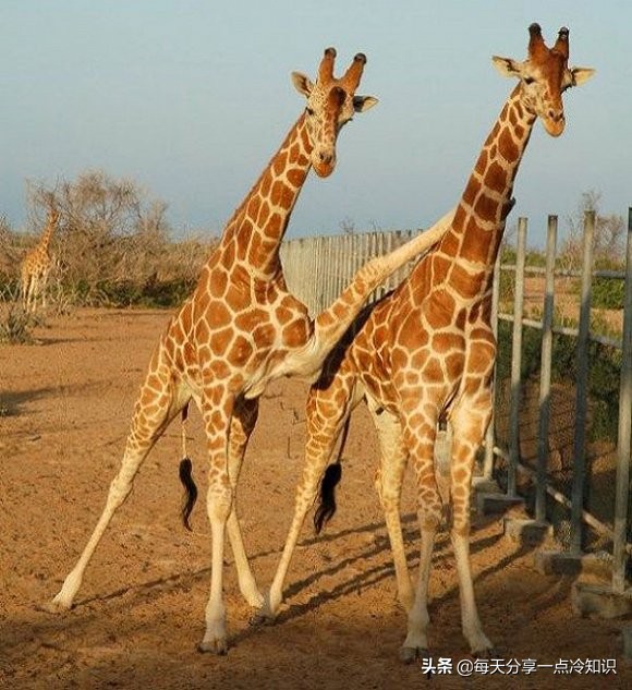 长颈鹿动物冷知识,长颈鹿有趣冷知识