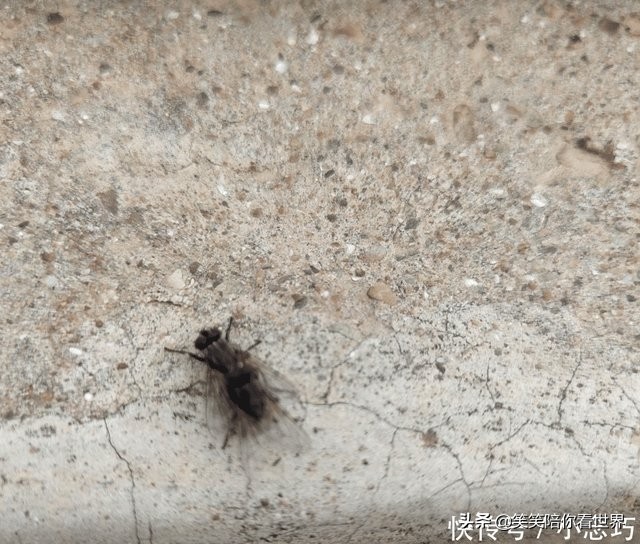 苍蝇图片搞笑动图,苍蝇幽默搞笑图片