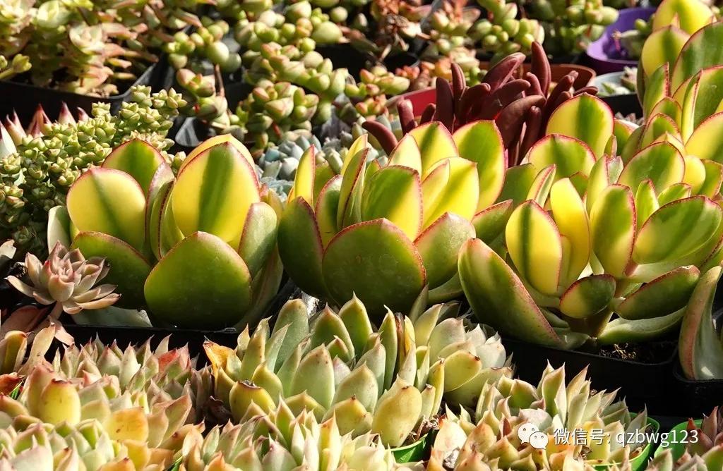 曲周县西木多肉科技,河北曲周多肉植物批发