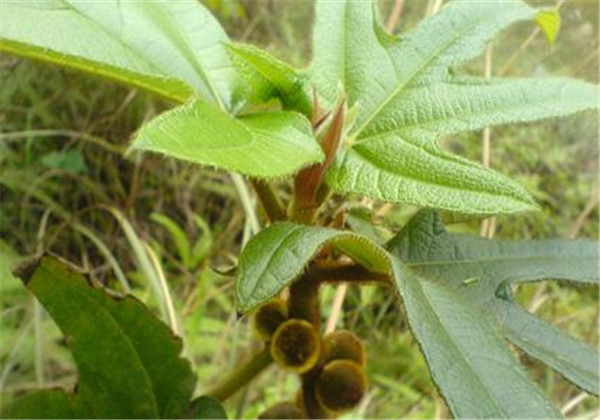 五指毛桃的栽培与经济效益怎么样,五指毛桃快速繁殖高产栽培技术