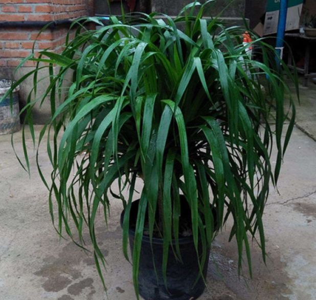 龙须树养在室内有净化空气的作用,龙须树怎么养才能吸收甲醛