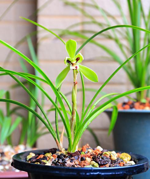 兰花施肥方法及用量,兰花施肥用量最简单操作方法