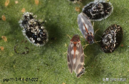 柑橘叶片有黄色虫卵,柑橘叶有虫子