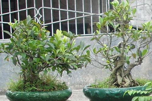 盆栽榕树掉叶怎么回事,盆景榕树经常掉叶什么原因