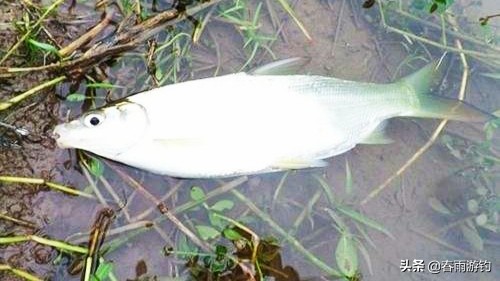 黄尾鲴鱼窝料推荐,钓黄鲴鱼用什么饵料