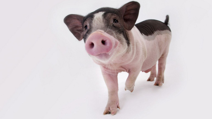 猪人工授精失败的原因分析及注意事项