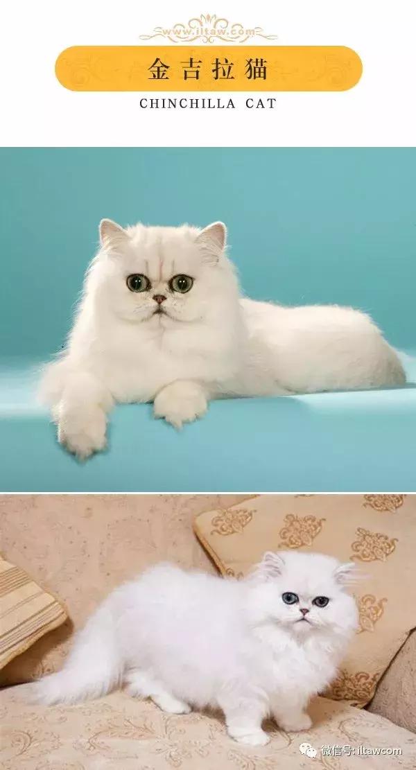 搜猫咪各种图片,世界猫咪图录