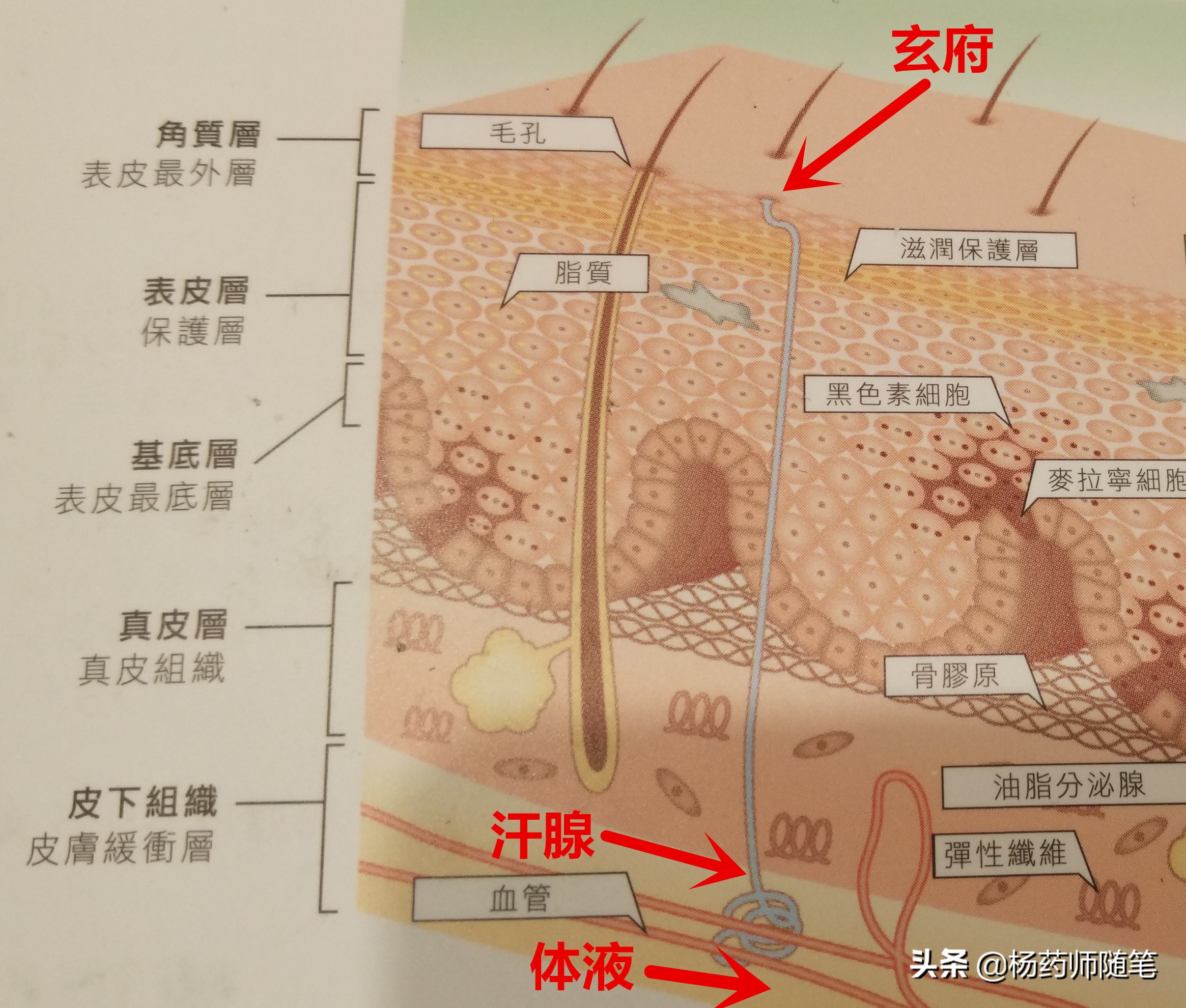 中医学前班|盘一盘老中医爱问的问题:二、有没有出汗?