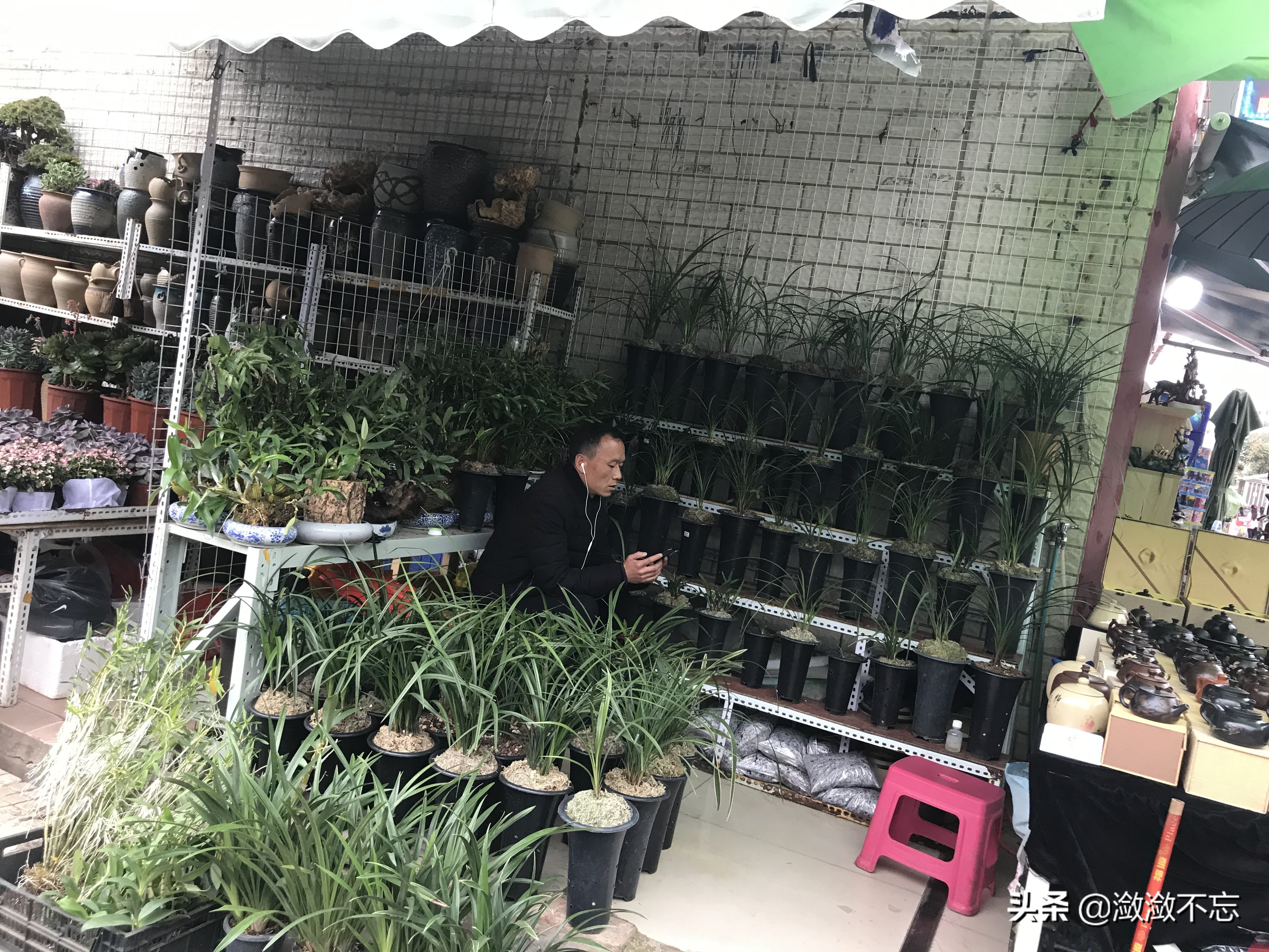 昆明哪里买花便宜又好,昆明斗南花卉市场怎么买花