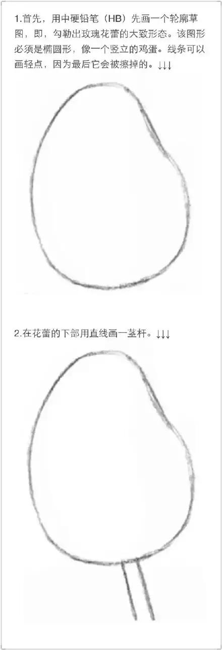 手拿玫瑰素描画,朱丽叶玫瑰素描画