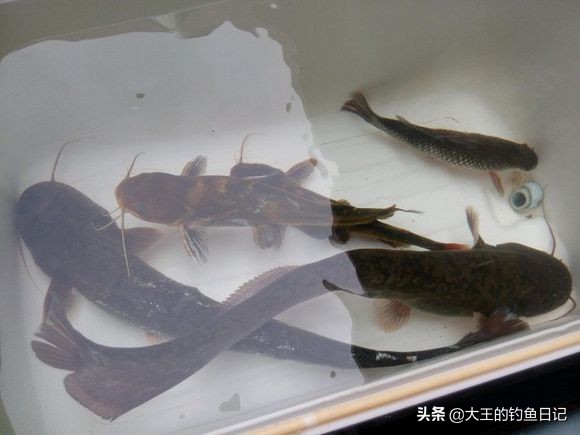 鱼游岸边好钓不,冬季海竿串钩钓鱼方法