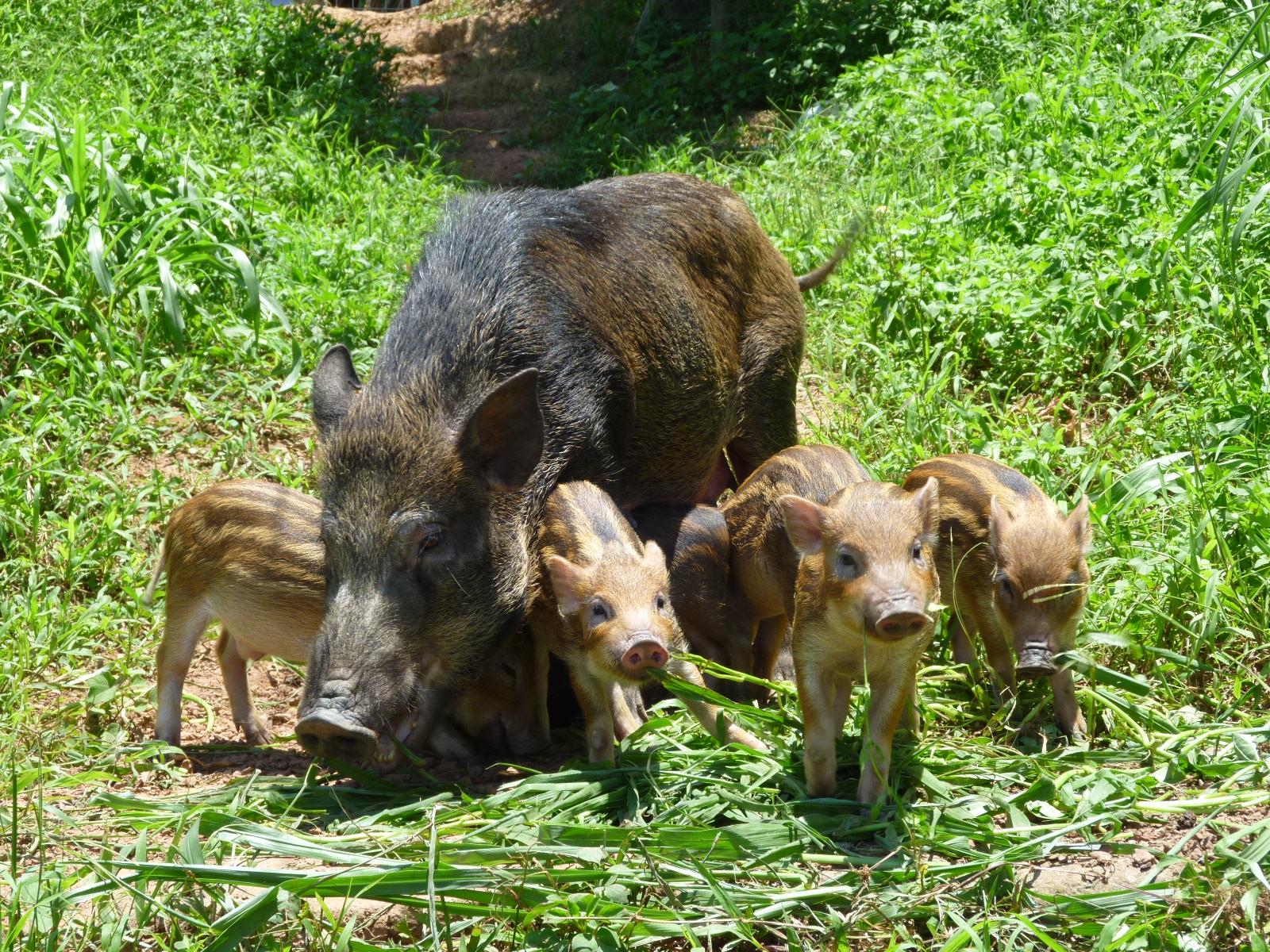 中国野猪都不够吃的为何泛滥成灾,中国野猪近年数量情况