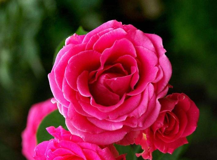 如何让藤本月季快速爬满整个屋顶,盆栽的藤本月季管理方法