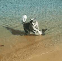 一只金毛两只阿拉斯加三只萨摩耶,雪橇三傻阿拉斯加哈士奇萨摩耶