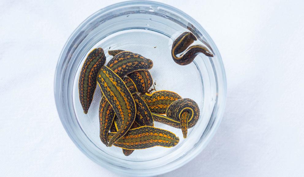 疫情期间养殖业如何自救,疫情结束后养殖业还能做么