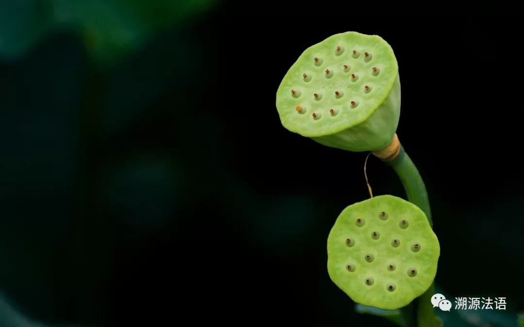 莲花为什么代表因果,莲花为什么代表上岸