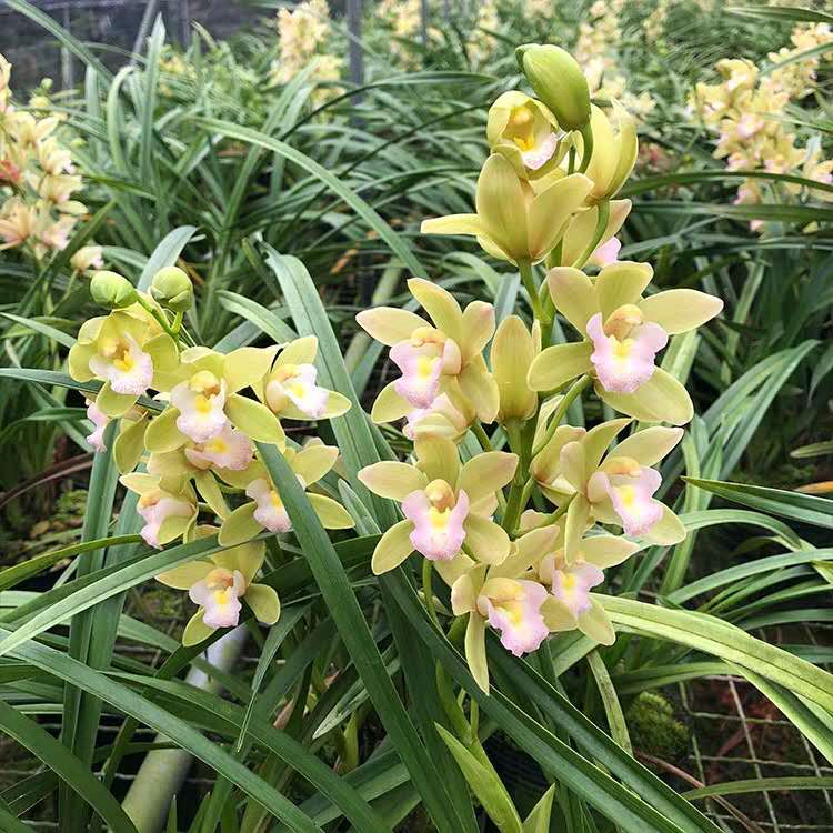 兰花用湿植料上盆还是干植料上盆,栽兰花用干料还是湿料