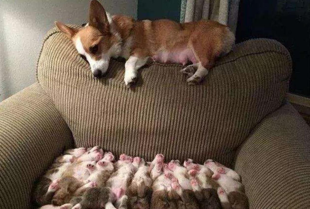 狗狗生宝宝需要注意什么,在家给狗狗接生应该注意什么