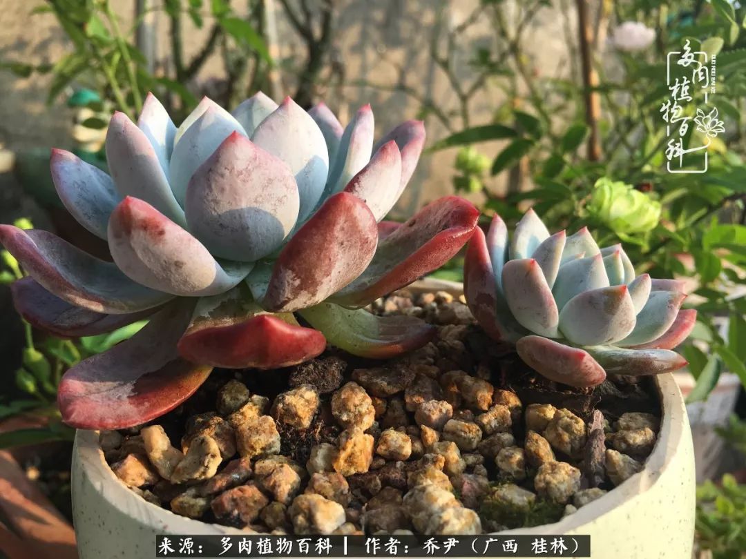 听到秋天的声音,听到了秋天的声音