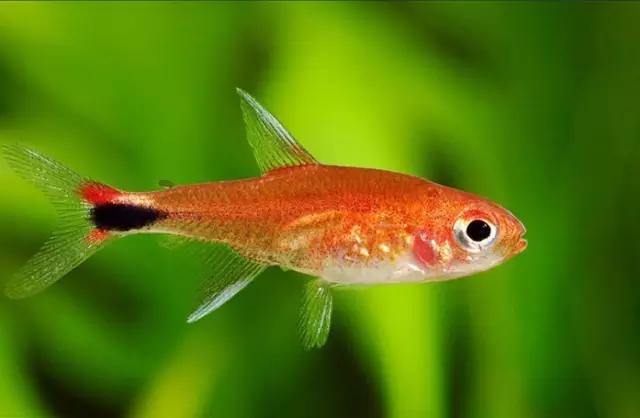 灯鱼草缸造景教程,草缸造景养什么鱼