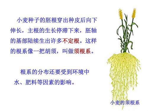 根深叶茂怎么种植,根深叶茂植物学