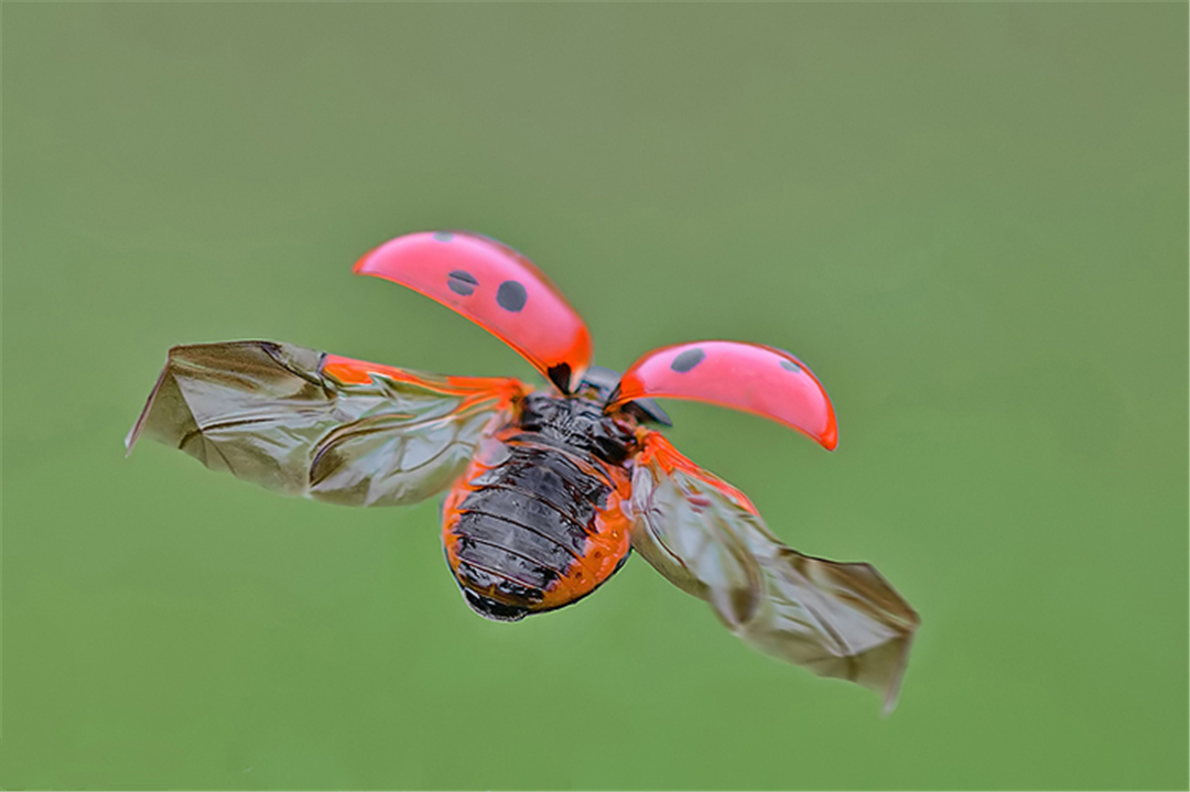 七星瓢虫成虫吃蚜虫,瓢虫幼虫吃蚜虫的过程