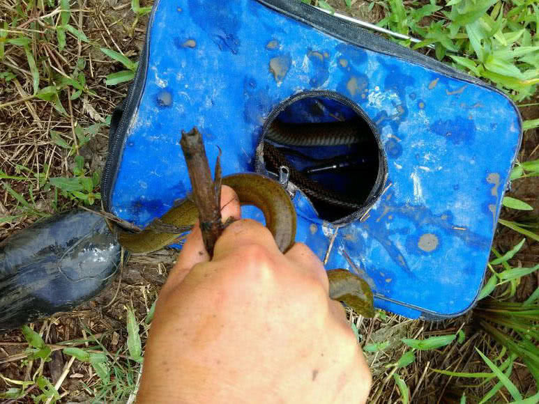 钓黄鳝怎么找洞,钓黄鳝找石头洞的技巧