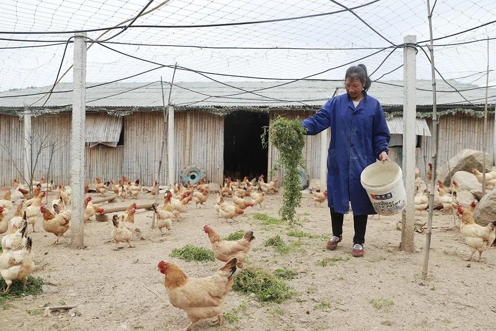 温州永嘉海拔最高的小村落，有座百年农场！很多人没听说过