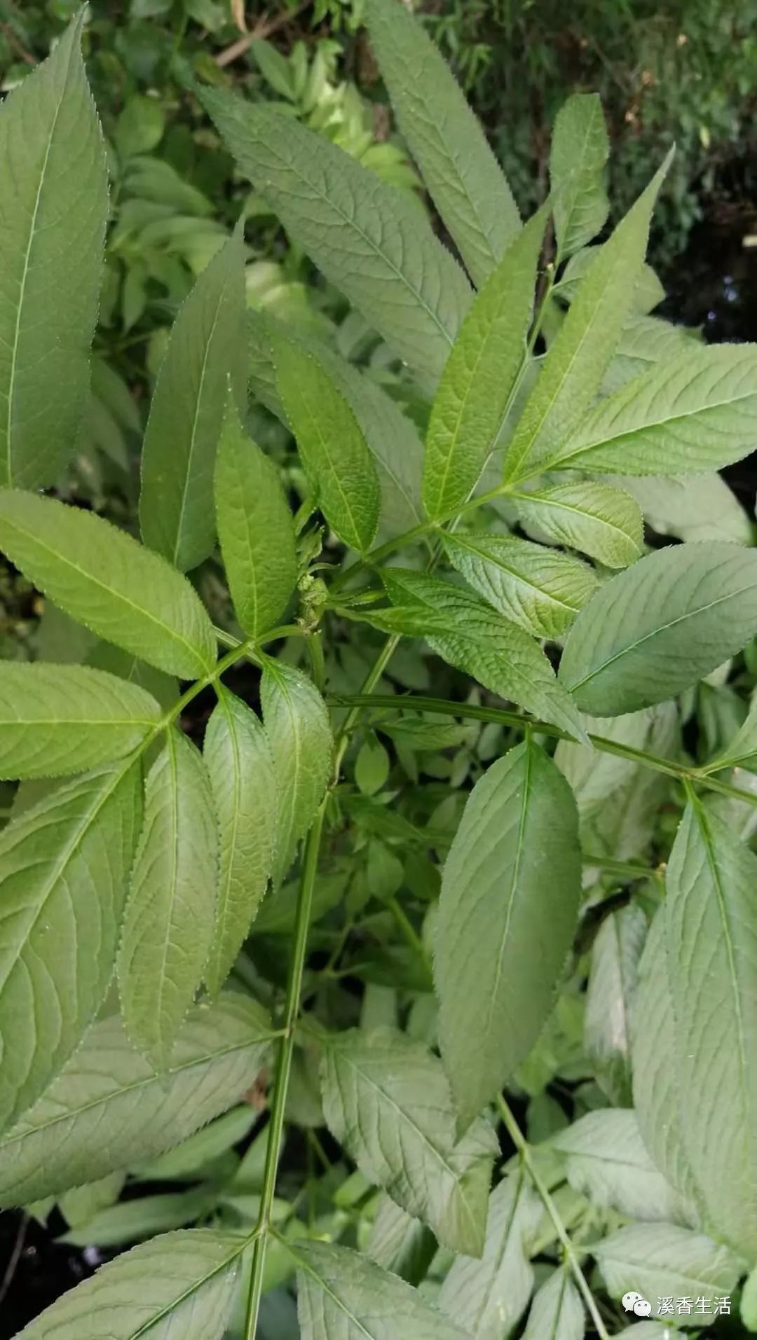 西溪南古村落惬意慢生活,徽州西溪南生活