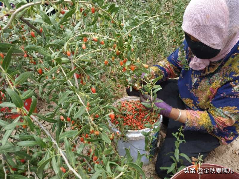 宁夏枸杞细节,宁夏的枸杞苦怎么回事