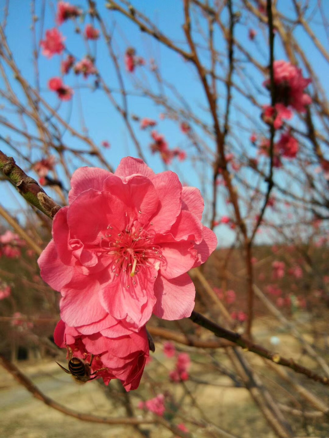 七星坠落玉湖来,乱点湖光水上栽，带你云游人间仙境七星岩。