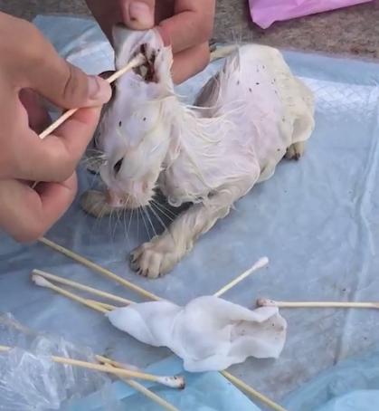 小猫被主人丢弃却被路人打了,小猫幼崽被遗弃后续