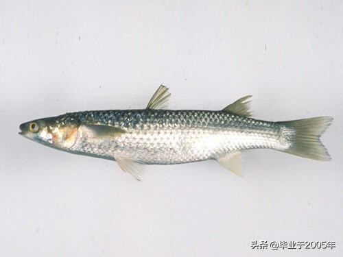 辽宁的水产品有哪些,辽宁常见的鱼