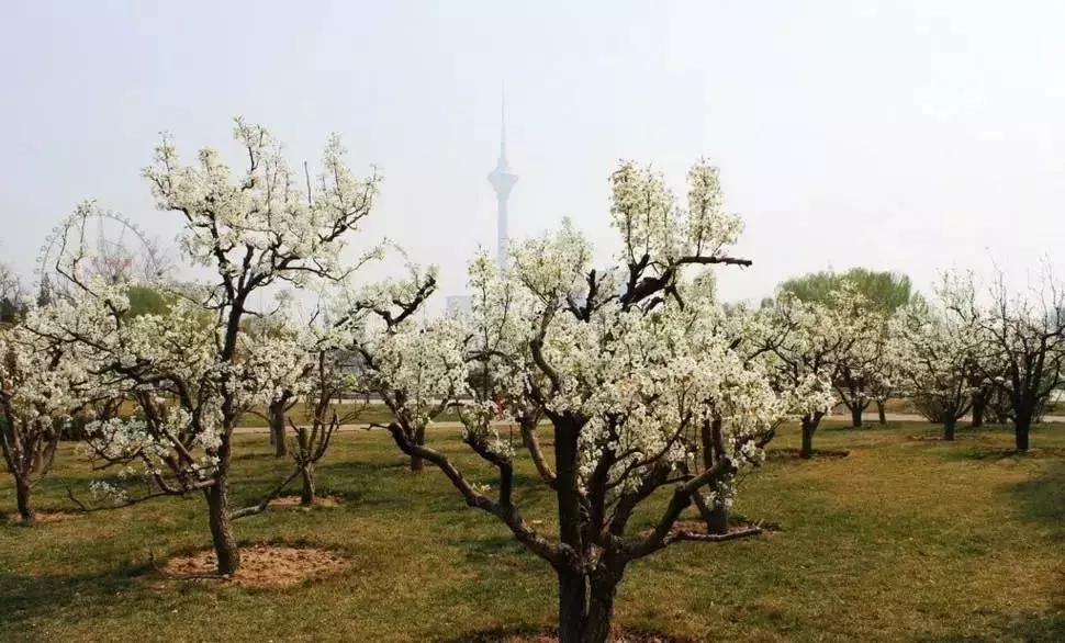 京郊最美的十大花海,京郊这些浪漫花海惊艳初秋的北京