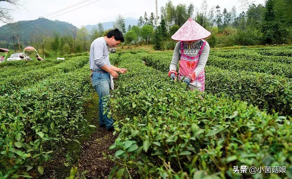 种粮大户种地有什么优惠政策,中央对种粮大户有什么政策
