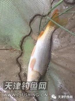 轻口鲫鱼漂如何调漂,黑坑滑口轻口鲫鱼调漂