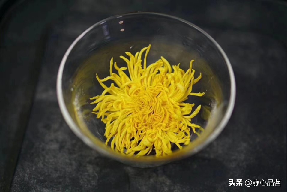 金丝皇菊清肝明目最佳选择,清肝明目去火的菊花品种有