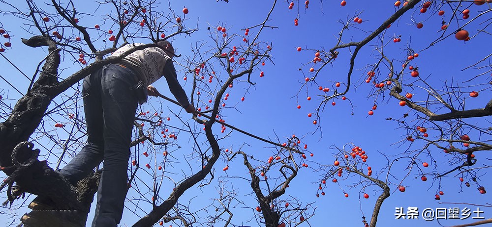 柿子怎么摘好吃又难摘,柿子在树上摘下来怎么弄才好吃