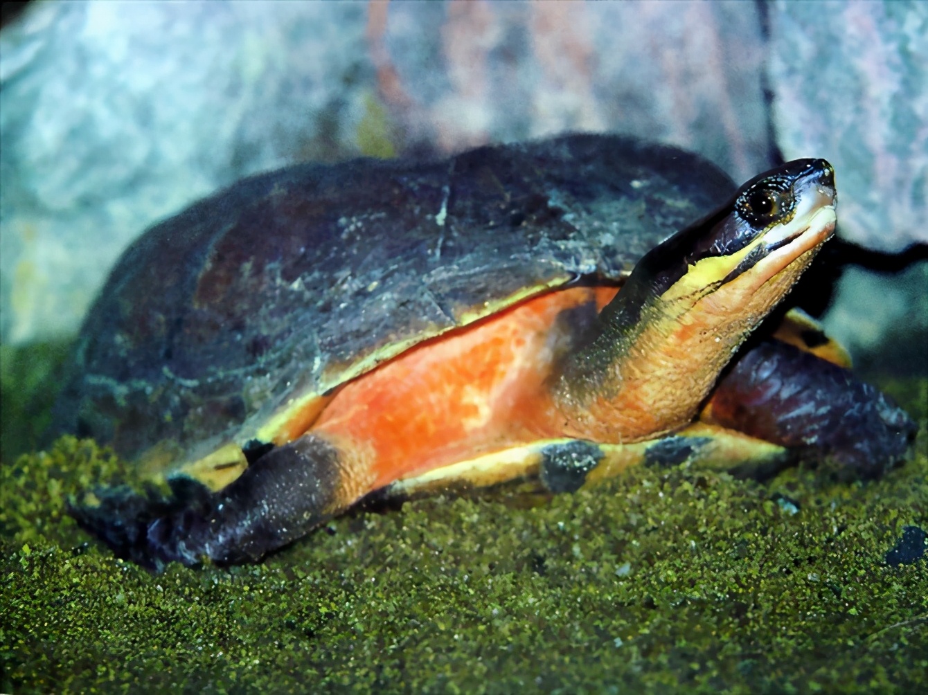 龟类纪录片,龟类图片