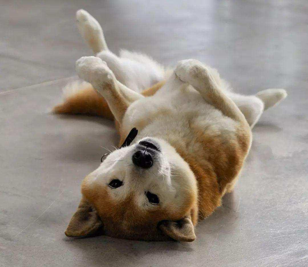 鼻子对人有多重要,鼻子对小狗鼻子会有安全感吗