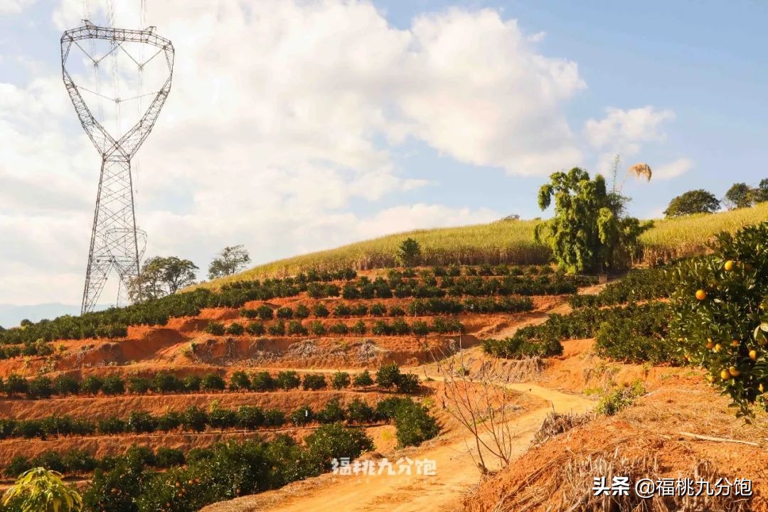 市场上卖的褚橙是真的吗,怎么区分真假褚橙2018