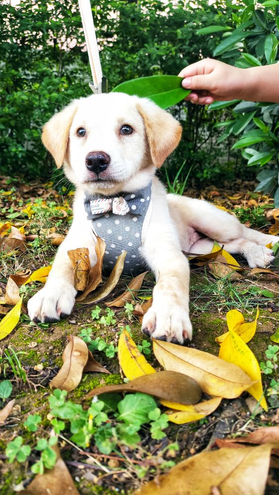 这是什么狗,狗狗横齿什么样