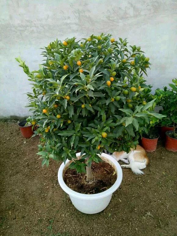 养花忘记浇水的幽默句子,养花浇水不知道量怎么办