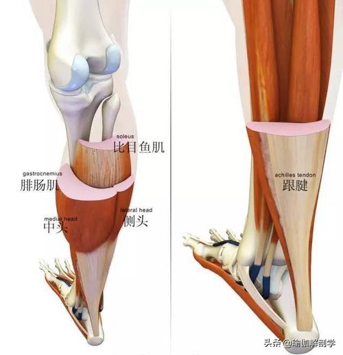 练瑜伽小腿粗不练能不能瘦,练小腿感觉没效果怎么回事