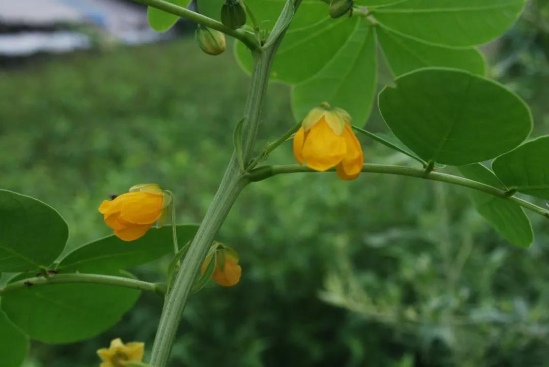 冬天常见中药植物图片及功效,花期长的草本植物图片
